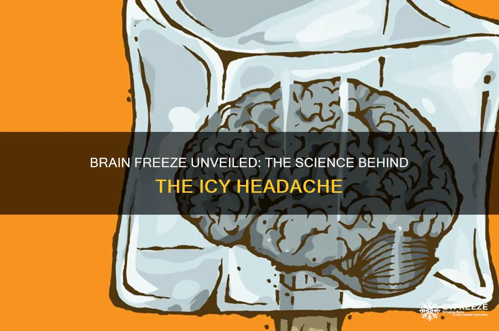 why do you get brain freeze science project