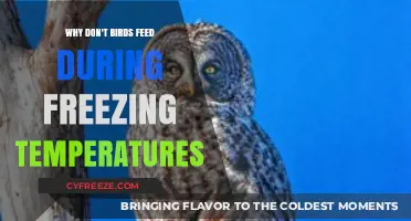 Why Birds Stop Feeding in Freezing Temperatures: Uncovering the Mystery