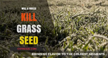 Will a Freeze Kill Grass Seed: Understanding Cold Tolerance