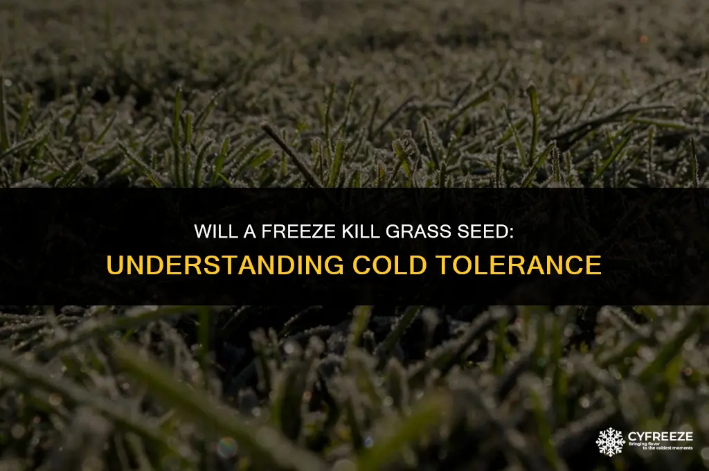 will a freeze kill grass seed