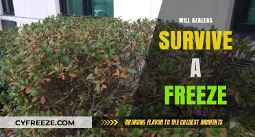 Can Azaleas Endure Freezing Temps? A Gardener's Guide