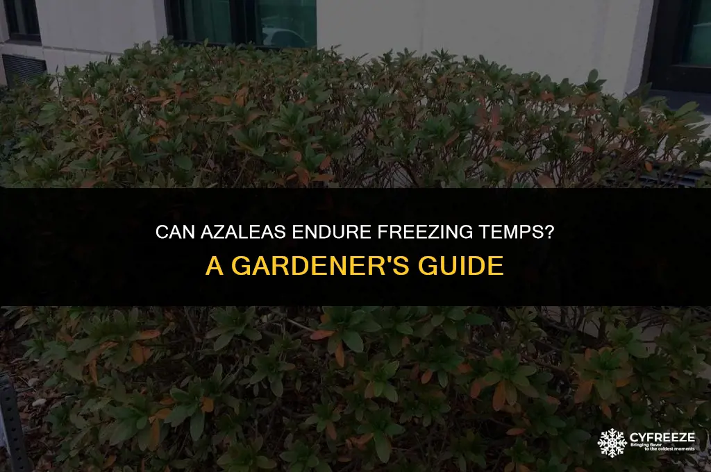 will azaleas survive a freeze