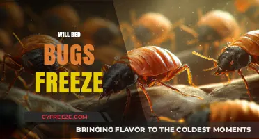 Chilling Truth: Can Freezing Temperatures Kill Bed Bugs?
