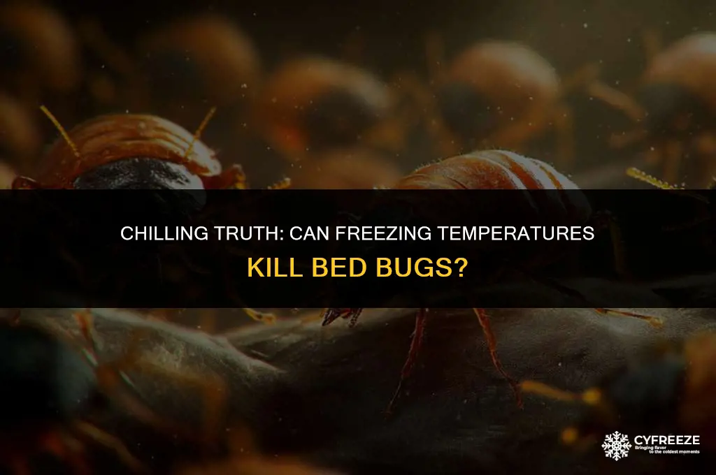 will bed bugs freeze