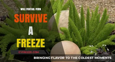 Frosty Ferns: Will Foxtail Ferns Survive a Freeze?