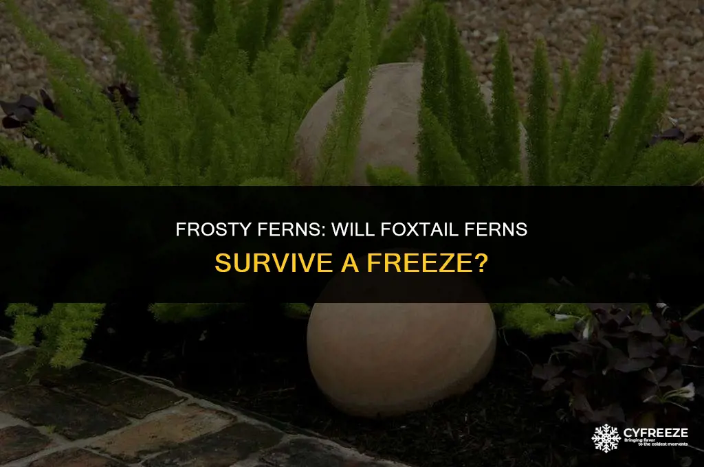 will foxtail fern survive a freeze