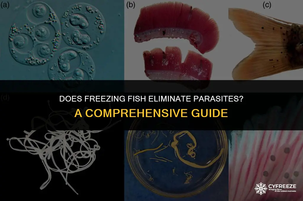 will freezing fish kill parasites