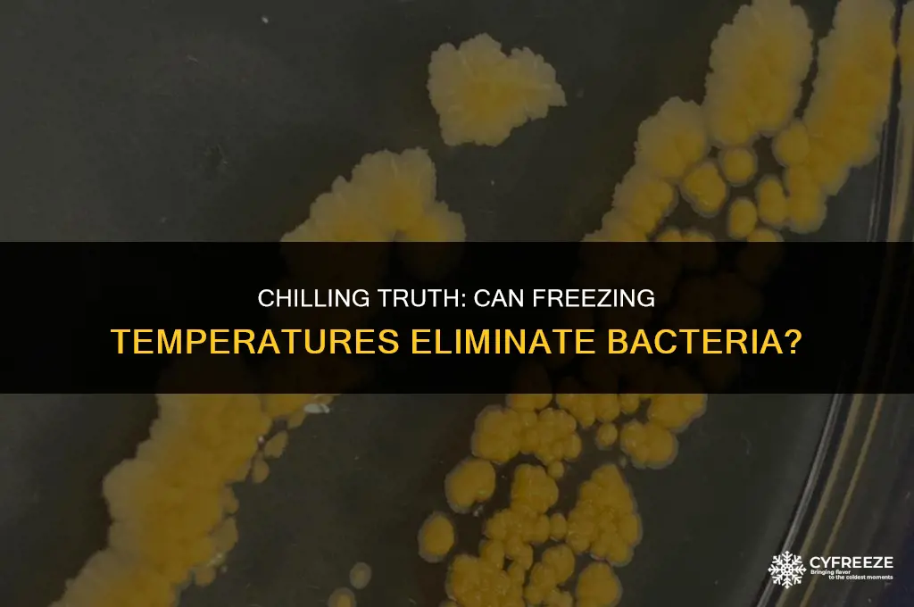 will freezing kill bacteria