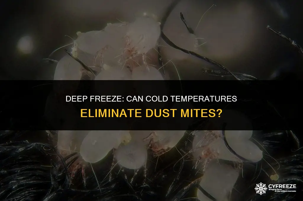 will freezing kill dust mites
