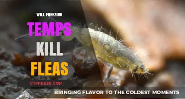 Chilling Fleas: Will Freezing Temps Kill These Pesky Pests?