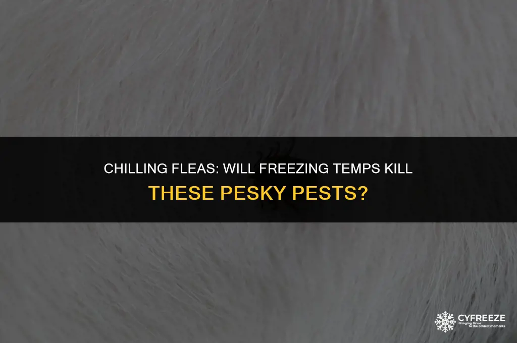 will freezing temps kill fleas