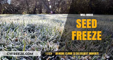 Will Grass Seed Freeze? Understanding Cold Tolerance and Optimal Planting Times