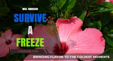 Can Hibiscus Survive a Freeze? Tips for Winter Care