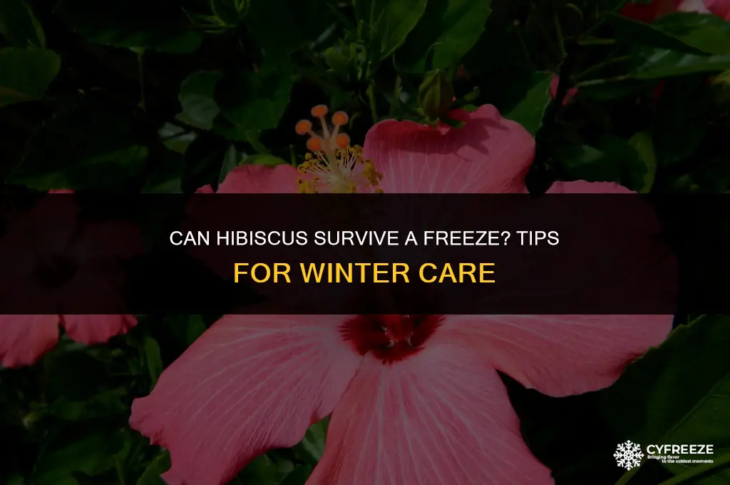 will hibiscus survive a freeze