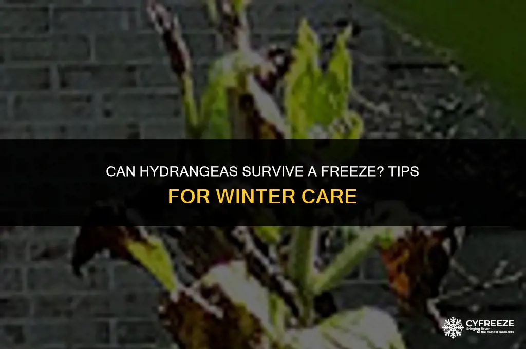 will hydrangeas survive a freeze