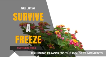 Hardy Lantana: Surviving the Chill of Winter Frost