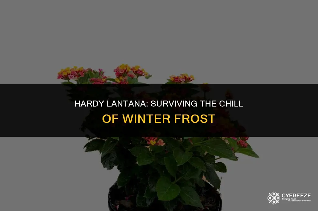 will lantana survive a freeze