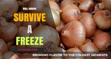 Can Onions Survive Freezing Temps? A Gardener's Guide