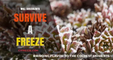 Chilly Nights: Can Your Succulents Survive a Freeze?