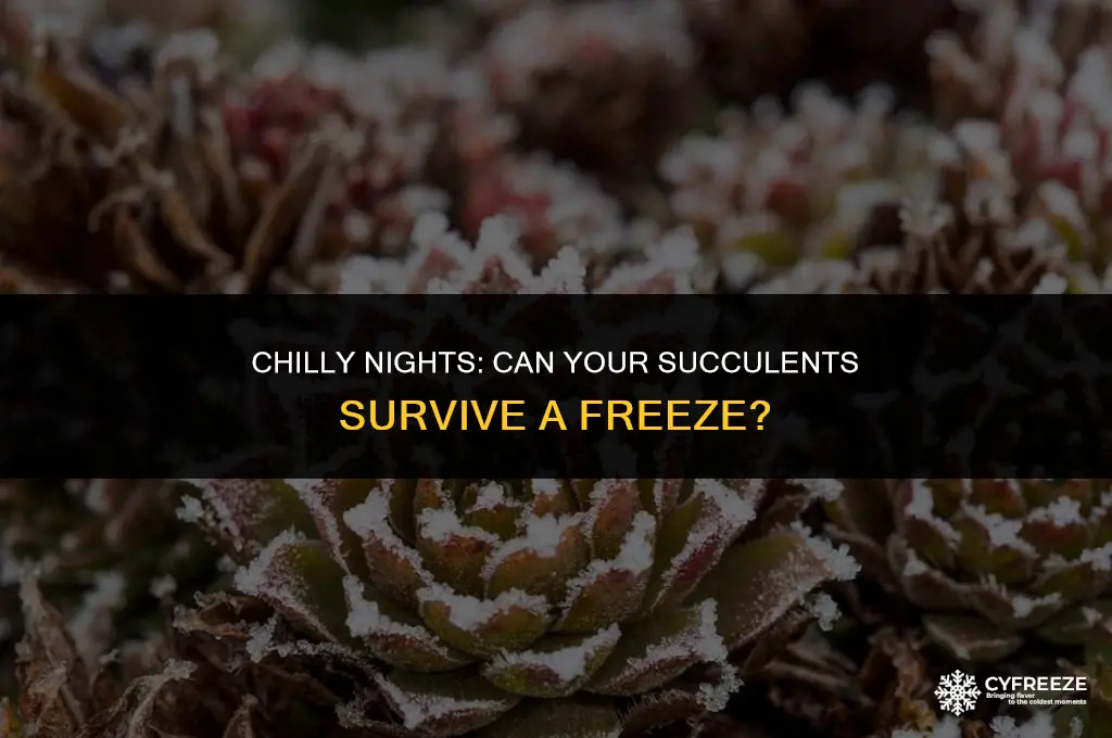will succulents survive a freeze