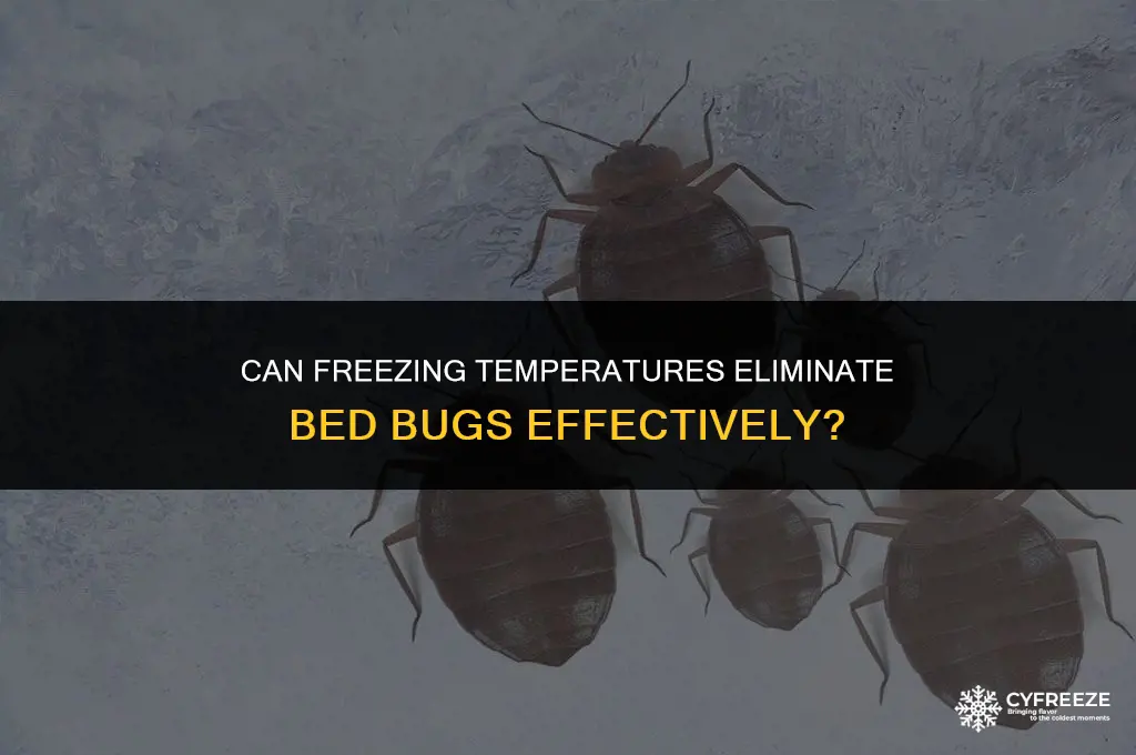 will the freezer kill bed bugs