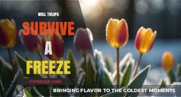 Chill Resilience: Can Tulips Endure Freezing Temperatures?