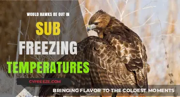 Do Hawks Brave Sub-Freezing Temperatures? Winter Survival Explained