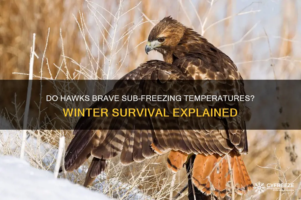 would hawks be out in sub freezing temperatures